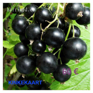 Kinkekaart 60€
