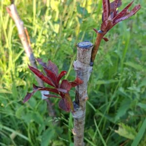 Suur pookimise õppepäev (apr III ... mai I dekaad 2026) pühapäeval