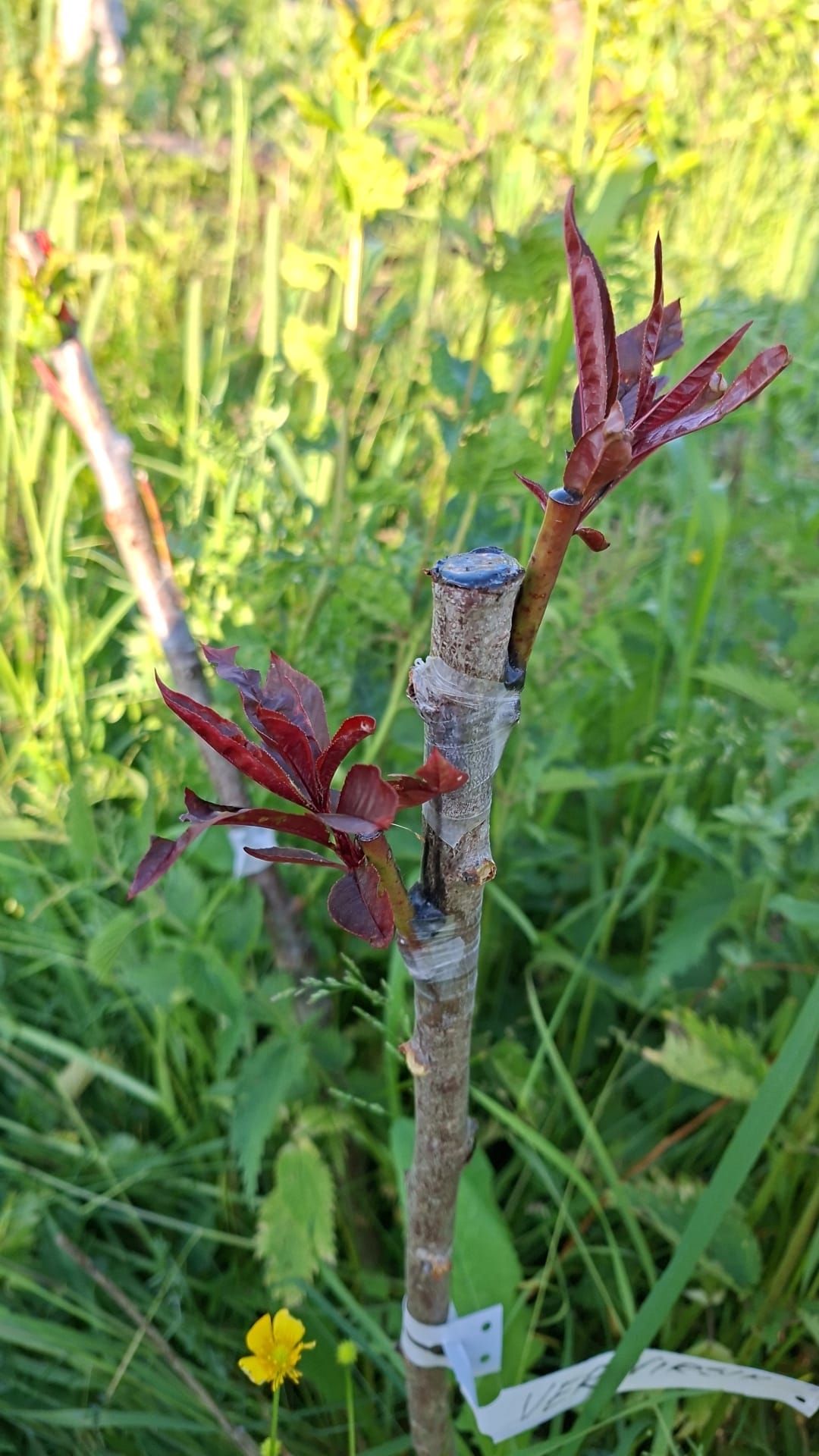 Suur pookimise õppepäev (apr III ... mai I dekaad 2026) reedel