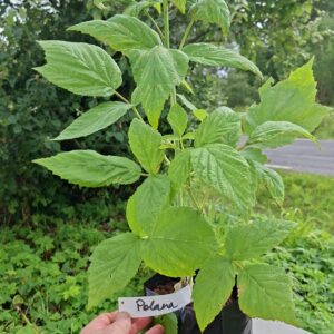 Sügisene vaarikas 'Polana'