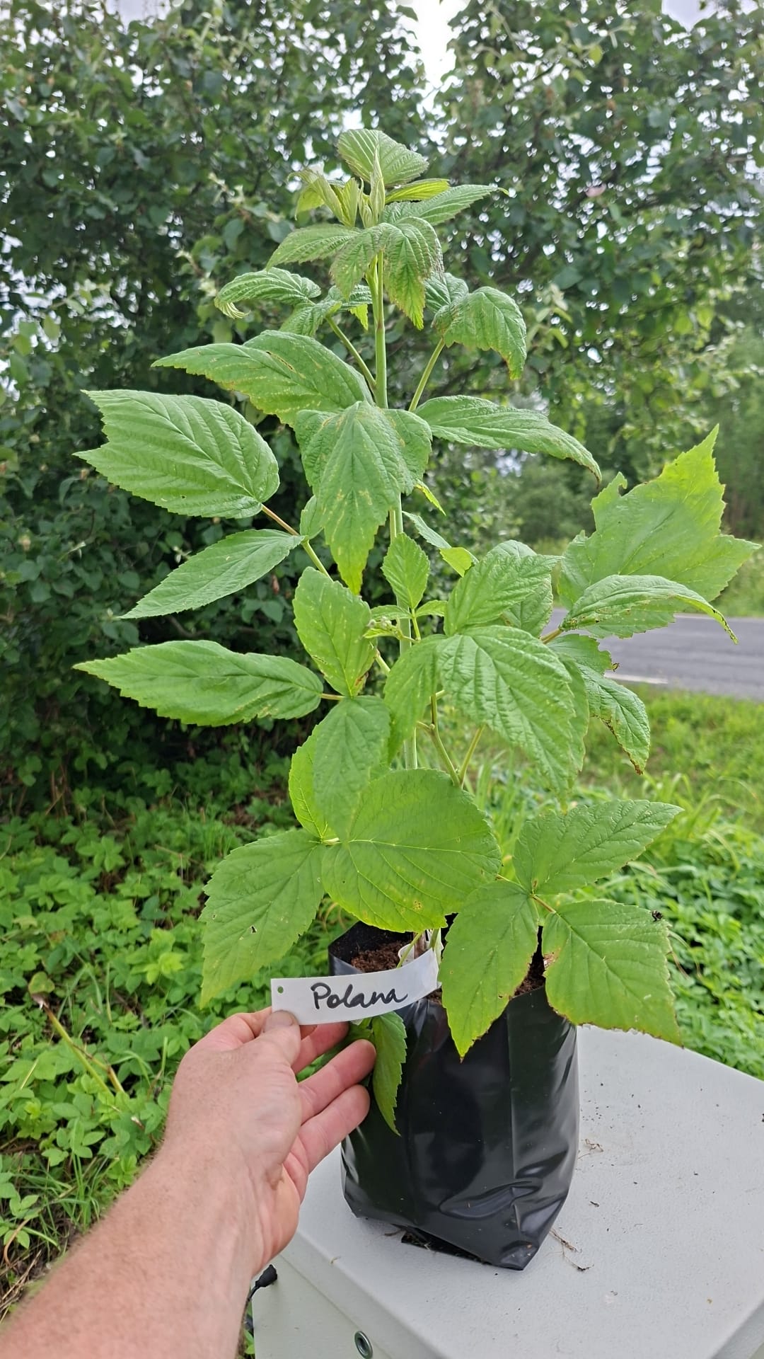 Sügisene vaarikas 'Polana'