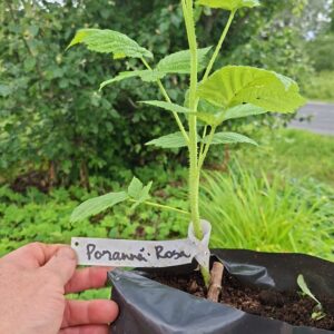 Sügisene vaarikas 'Poranna Rosa'