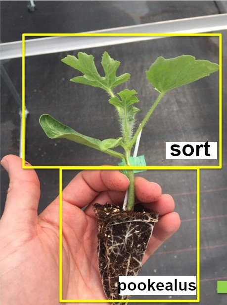 Seemnevalik melonigurmaanile (melon, arbuus ja pookealus) - 7 sorti.