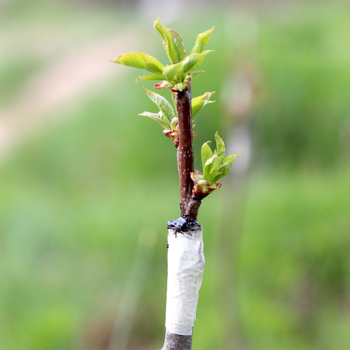 Viljapuude pookealused (15 tk, eri liigid) - EELTELLIMUS