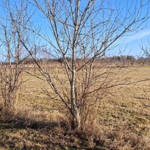 Viljakandeeas ploomipuu kujunduslõikamine (R 20.03)