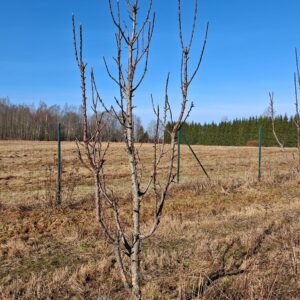 Täiskasvanud sammasõunapuu (15 a vanad puud) võra kujundamine (L 21.03)