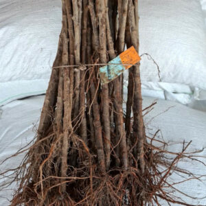 Madalakasvulised viljapuude kloonalused Adams 3 tk