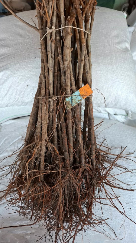 Madalakasvulised viljapuude kloonalused P22 3 tk